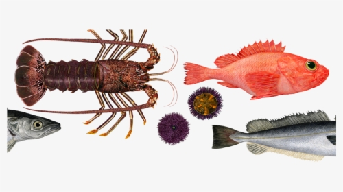 As Oceans Heat Up, The Types Of Seafood We Eat Will - Charlotte Knox Art Coffee, HD Png Download, Transparent PNG