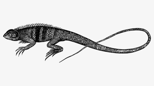 Galeote Lizard Silhouette Clip Arts - Black Lizard Png Clipart, Transparent Png, Transparent PNG