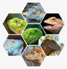 Reptiles Png, Transparent Png, Transparent PNG