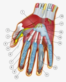 Shoulder,nerve,blood Vessel - Wrist And Hand, HD Png Download, Transparent PNG