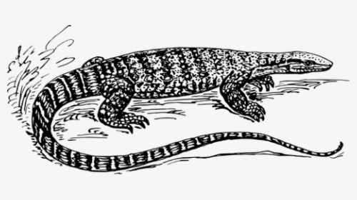 Graphics Of Black And White Lizard In Nature - Monitor Lizard Black And White, HD Png Download, Transparent PNG