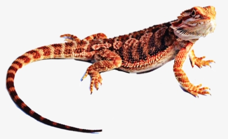 Transparent Bearded Dragon Png - Dragon Lizard, Png Download, Transparent PNG