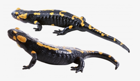 Download And Use Lizard Transparent Png Image - Transparent Salamander Png, Png Download, Transparent PNG