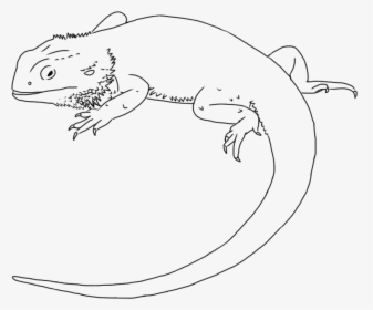 Lizard Drawing Central Bearded Dragon Line Art Clip - Draw A Bearded Dragon, HD Png Download, Transparent PNG