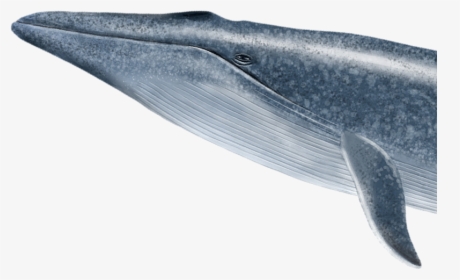 Dolphin-img - Blue Whale, HD Png Download, Transparent PNG
