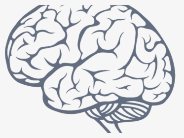 Brain Side View Vector, HD Png Download, Transparent PNG