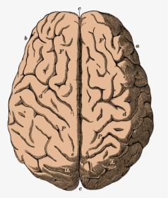 Brain - Anatomical Brain Vintage, HD Png Download, Transparent PNG