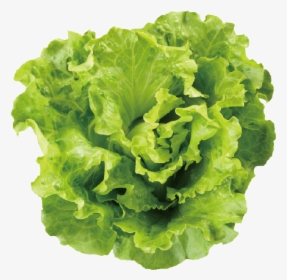 Transparent Romaine Lettuce Png - Chicken Sees A Salad, Png Download, Transparent PNG