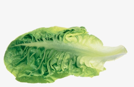 Romaine Lettuce Leaf Vegetable - Transparent Lettuce Leaf, HD Png Download, Transparent PNG