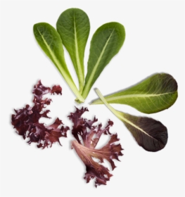 Leaf Vegetable, HD Png Download, Transparent PNG