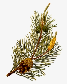 Scots Pine Clip Arts - Pinus Sylvestris, HD Png Download, Transparent PNG