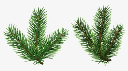 Pine Branches Png - Pine Tree Branch Clipart, Transparent Png, Transparent PNG
