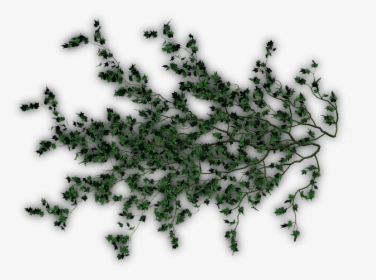 Ivy Creepers For Photoshop, HD Png Download, Transparent PNG