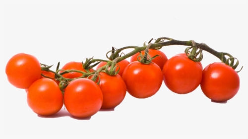 Vector Tomatoes, HD Png Download, Transparent PNG