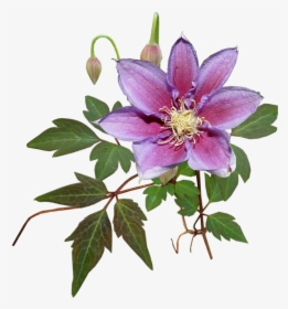 Flower, Clematis, Creeper, Garden, Nature, Cut Out - Windflower, HD Png Download, Transparent PNG