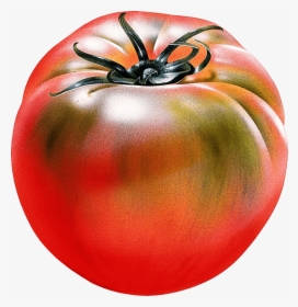 Tomato Png Free Download - 番茄 麥克 筆, Transparent Png, Transparent PNG
