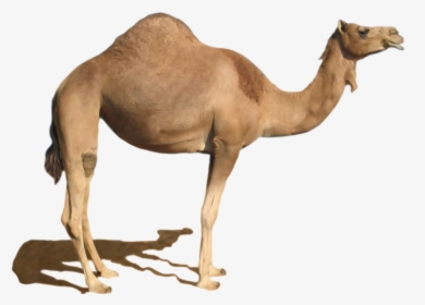 Camel Png, Transparent Png, Transparent PNG