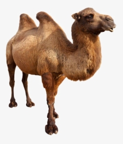 Camel Png Free Background - Animals In Danger Book, Transparent Png, Transparent PNG