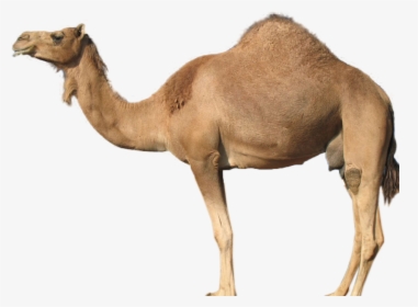 Guess The Animal Camel , Png Download - Customized Applications For Mobile Networks Enhanced, Transparent Png, Transparent PNG