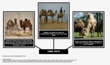 How The Camel Got His Hump - Fun Facts About Dromedary Camel, HD Png Download, Transparent PNG