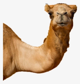Untitled-1 - Camel, HD Png Download, Transparent PNG