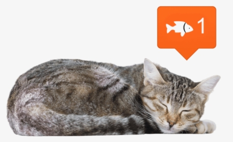 Cat Sleeping Side View, HD Png Download, Transparent PNG