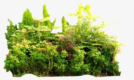 Transparent Tropical Plant Png - Rainforest Png, Png Download, Transparent PNG