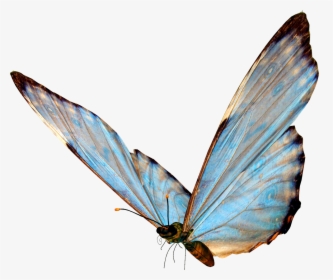 Transparent Mariposas Png - Butterfly Png, Png Download, Transparent PNG