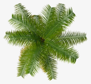 Cutout Palm Tree, HD Png Download, Transparent PNG
