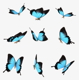 Transparent Mariposas Png - Бабочка На Прозрачном Фоне, Png Download, Transparent PNG