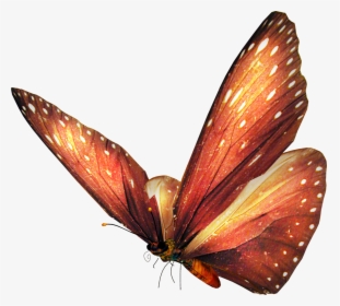 Free Vector Butterfly, HD Png Download, Transparent PNG