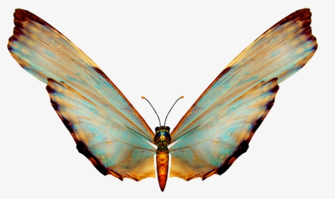 Beautiful Butterfly, HD Png Download, Transparent PNG
