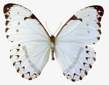 Mariposas Butterfly - Just When The Caterpillar Thought Her Life, HD Png Download, Transparent PNG