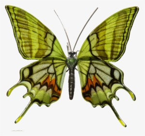 Mariposas En Peligro De Extincion , Transparent Cartoons - Endangered Rare Butterfly Species, HD Png Download, Transparent PNG