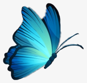 #mariposa #butterfly #celeste #azul #blue #skyblue - Mariposas Celestes Png, Transparent Png, Transparent PNG