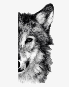 #wolf #handdrawn #halfface #freetoedit - Wolf Drawing Half Face, HD Png Download, Transparent PNG