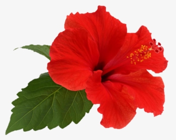 Hibiscus Png, Transparent Png, Transparent PNG