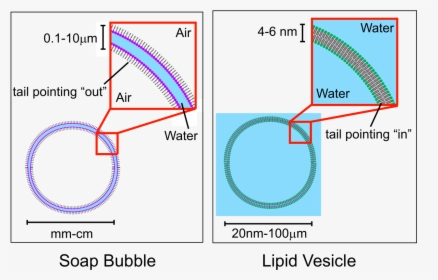 Soap Bubble Membrane, HD Png Download, Transparent PNG