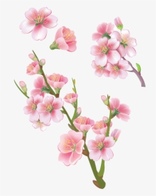 Sakura Png , Png Download - Flower Sakura Png, Transparent Png, Transparent PNG
