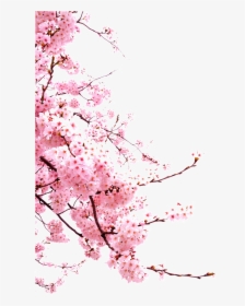 Romantic Chinese Style Painted Pink Flower Elements - Japanese Cherry Blossom Png, Transparent Png, Transparent PNG