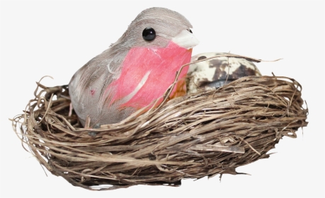 Nest Png Hd Photo - Bird In Nest Png, Transparent Png, Transparent PNG