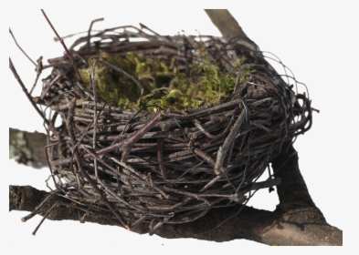 Bird S Nest, Nest, Easter Nest, Easter Decoration - Nido De Pajaros Png, Transparent Png, Transparent PNG