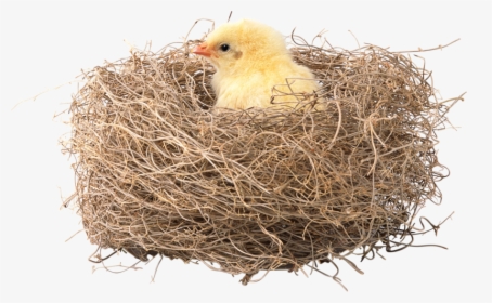 Transparent Nest Png - Nest Pic In Hd, Png Download, Transparent PNG