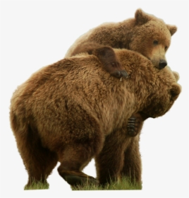 Grizzly Bear Standing Png Image - Grizzly Bear Transparent Png, Png Download, Transparent PNG