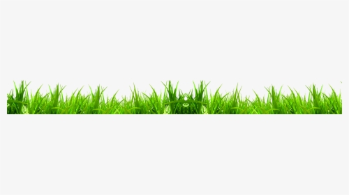 Wheat Grass Png - Sweet Grass, Transparent Png, Transparent PNG
