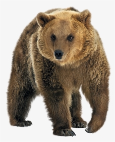 Brown Bear Png - Transparent Bear Png, Png Download, Transparent PNG