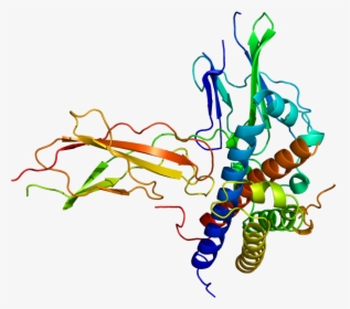 Protein Gh2 Pdb 1a22 - Human Growth Hormone Receptor Structure, HD Png Download, Transparent PNG