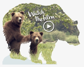 Grizzly Bear - First Nations Hunting Animals, HD Png Download, Transparent PNG