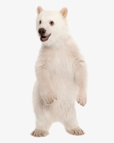 Polar Bear Png - Polar Bear Cub Transparent, Png Download, Transparent PNG