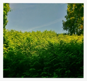#shrubs #green #landscape #bushes #background - Canola, HD Png Download, Transparent PNG